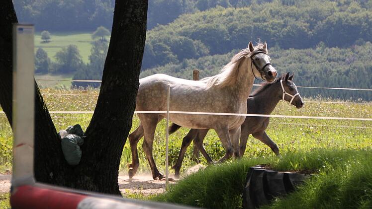 Stute und Fohlen in Bewegung: So sieht der Zuchtleiter, ob das Fohlen gut entwickelt ist. Foto: Ulrike Müller