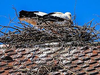 Das Paar ist fleißig, der Storchenhorst wächst heran.  Foto: Birgit Jentsch