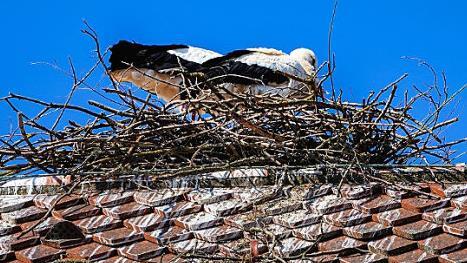 Das Paar ist fleißig, der Storchenhorst wächst heran.  Foto: Birgit Jentsch
