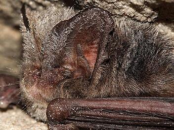 Die Mopsfledermaus überwintert auch auf der Kulmbacher Plassenburg.