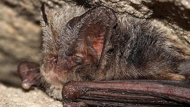 Die Mopsfledermaus überwintert auch auf der Kulmbacher Plassenburg.