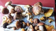 Im Wald findet Gisela Derks Pilze.