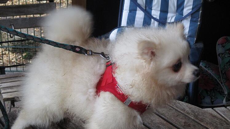 Hundewelpen aus Hof suchen neues Zuhause