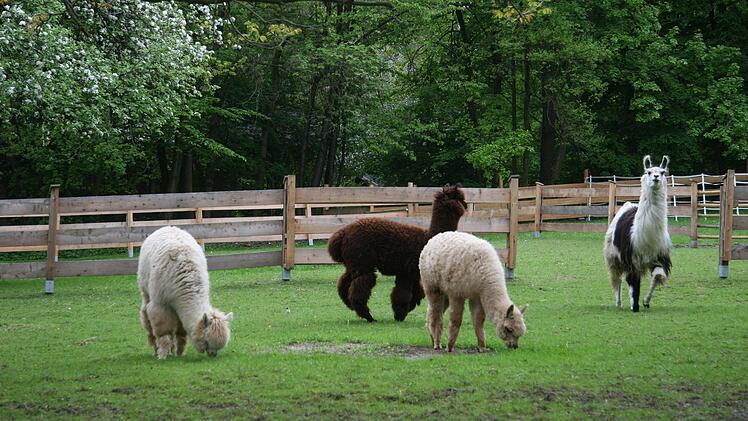 Parkpflege, mal anders: Lamas und Alpakas beweiden die Wiesen, aber auch Fledermäuse und ein Siebenschläfer gehören zum Inventar.