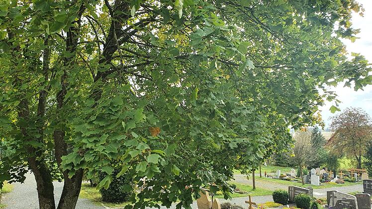 Große Bäume sind willkommen in der "Oase Friedhof". Foto: Christine Fischer