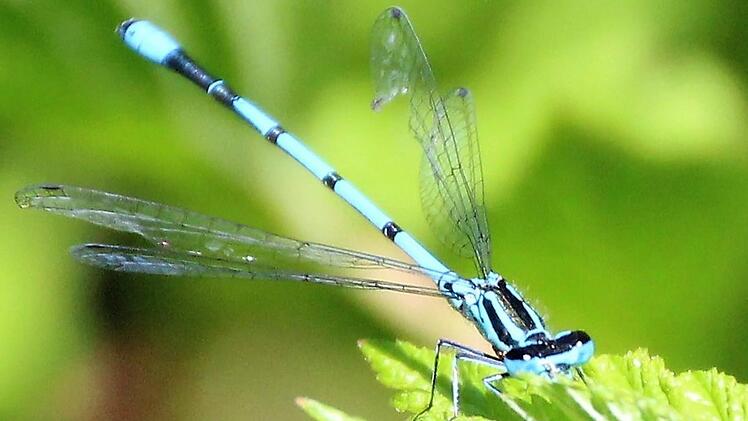 Diese Azurjungfer-Libelle macht ein Päuschen am Aromagarten-Teich.