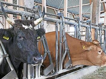 Auf dem Hof der Familie Beyer leben drei unterschiedliche Rinderrassen: das bekannte bayerische Fleckvieh, das japanische Wagyu-Rind (l.) und das fränkische Gelbvieh.