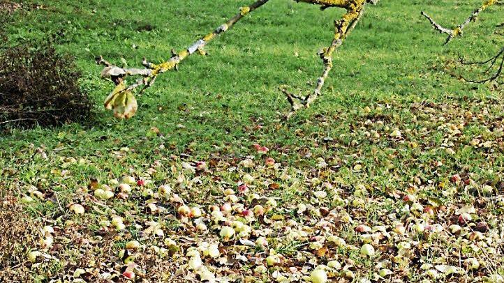Die Gartenbauvereine im Landkreis sollten sich auf ihre Wurzeln besinnen, regte der Kreisvorsitzende Peter Kirchner an. Wenn in der Flur die Äpfel vergammeln und die Grabpflege in den Friedhöfen zugunsten von pflegeleichten Stein- und Kiesflächen aufgegeben wird, dann darf das den Hobbygärtnern nicht egal sein.