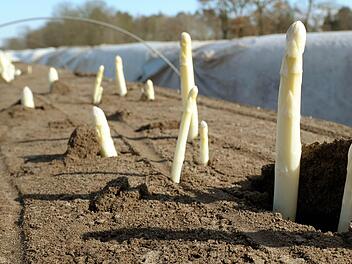 Der Spargel sehnt sich nach Sonne.