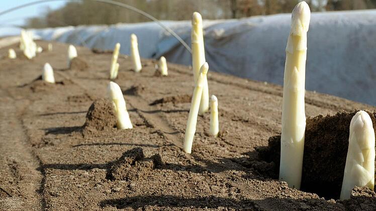 Der Spargel sehnt sich nach Sonne.