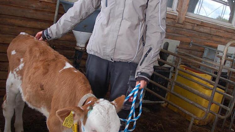 Anna Schülein führt ein Kalb. Foto: Rainer Lutz