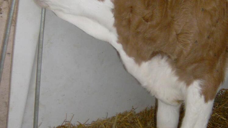 Foto: Petra Malbrich