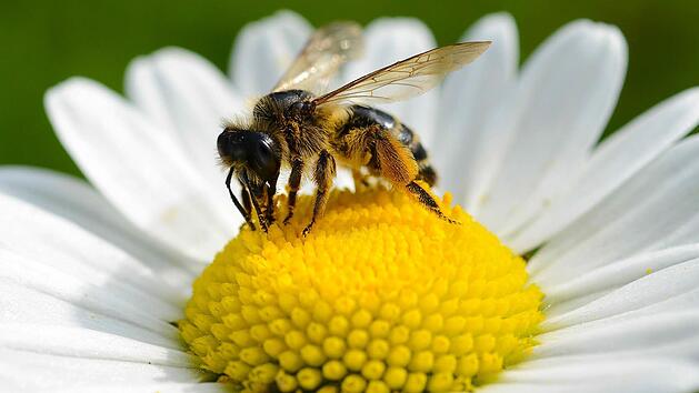 Eine Biene bei der Best&auml;ubung. Foto: David Ebener/dpa