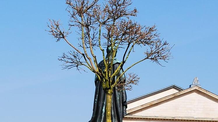 Der Baum vor dem Denkmal Ernst I. Der Radlader bringt den Ahorn zu seinem Platz.