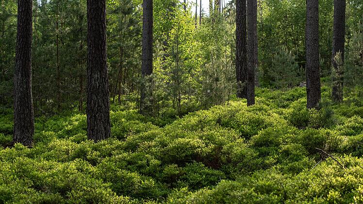 Heidelbeersträucher begrünen den Waldboden.Jürgen Hüfner
