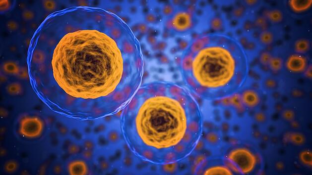 Fettleber-Hepatitis: Das Immunsystem greift mit Killerzellen die Leber an