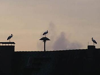 Auf dem Dach des Herzogenauracher Schlosses sitzen derzeit oft drei Störche. Einer von ihnen braucht noch ein eigenes Nest. Foto: Welker