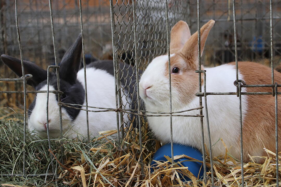 Kaninchenschau