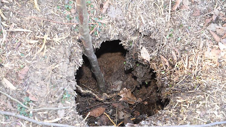 Ein eingebrochener Biberbau am Rande eines Feldes in Amlingstadt. Dort fühlt sich der Biber am Zeegenbach besonders wohl. Der Mensch muss sich mit dem Nager arrangieren. Foto: Ronald Rinklef