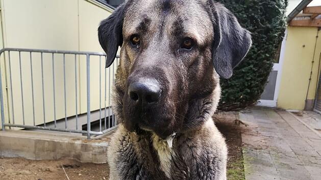 Tierheim N&uuml;rnberg: Hinter Hund Bozo liegt viel Leid