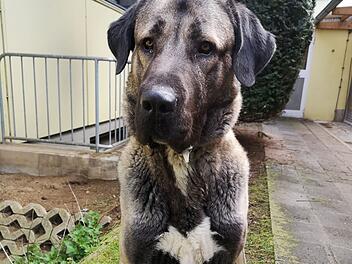 Tierheim Nürnberg: Hinter Hund Bozo liegt viel Leid