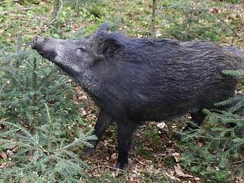 Wildschweine sind nach wie vor am meisten belastet.  Foto: Barbara Herbst