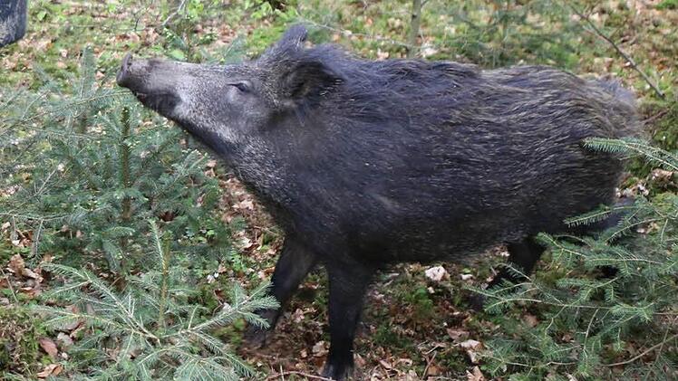 Wildschweine sind nach wie vor am meisten belastet.  Foto: Barbara Herbst
