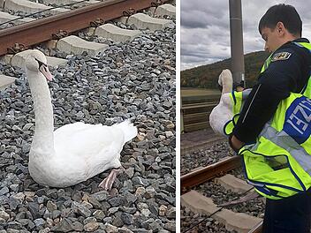 Rettungsaktion bei Gem&uuml;nden: Schwan sorgt f&uuml;r gesperrte Zugstrecke