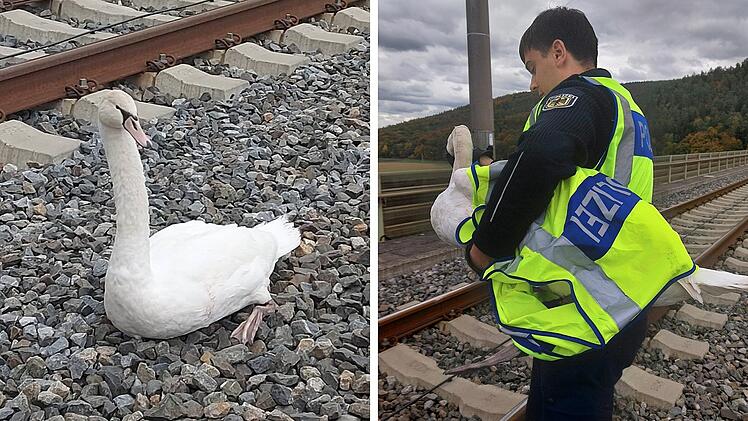 Rettungsaktion bei Gem&uuml;nden: Schwan sorgt f&uuml;r gesperrte Zugstrecke