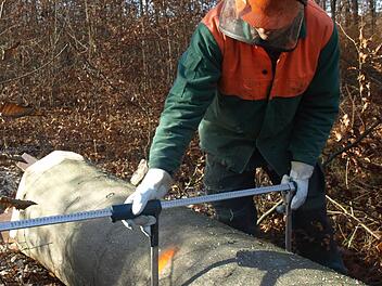 Die Arbeiten im Gemeindewald leitet weiter das Amt für Landwirtschaft, Ernährung und Forsten. Auf unserem Archivbild vermisst Forstwirt Thomas Morawietz einen Buchenstamm. Foto: Archiv/Stefan Geiger