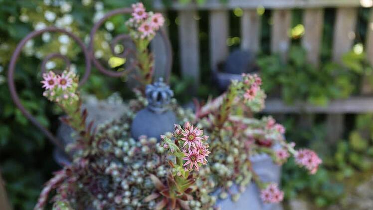Impressionen aus Carmen Kunerts Gartenatelier in Thurnau. Foto: Barbara Herbst