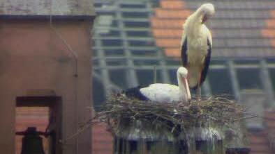 Die Altstörche in ihrem neuen Nest auf dem Rathausdach. Foto: www.storchencam.de
