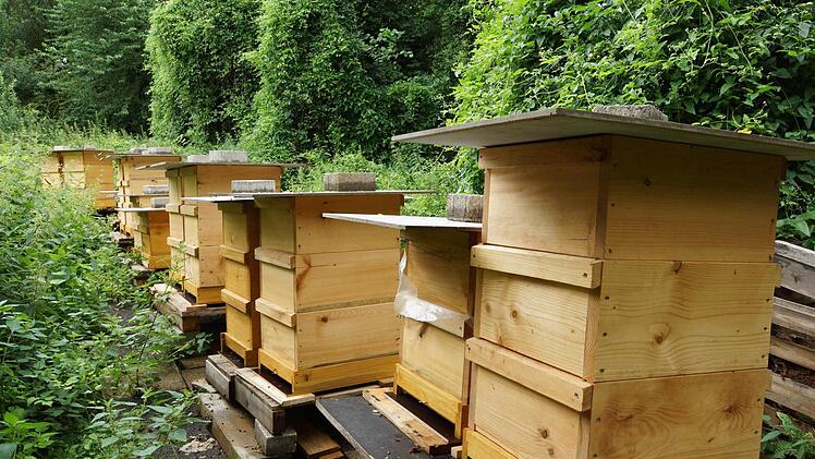 Die Bienen leben in Holzkästen am Hausgrundstück.