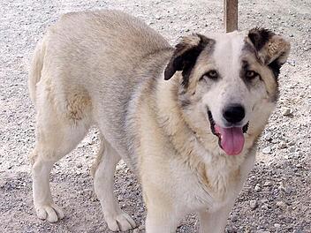 Die aus Spanien stammende Ronda ist wohl eine Mischung aus Husky und Herdenschutzhund. Foto: Tierheim