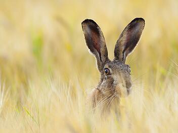 Auch auf Menschen &uuml;bertragbar - gef&auml;hrliche Tierseuche in Bayern nachgewiesen