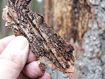 Solche Schadensbilder hinterl&auml;sst der Borkenk&auml;fer in den Baumrinden der Fichten.