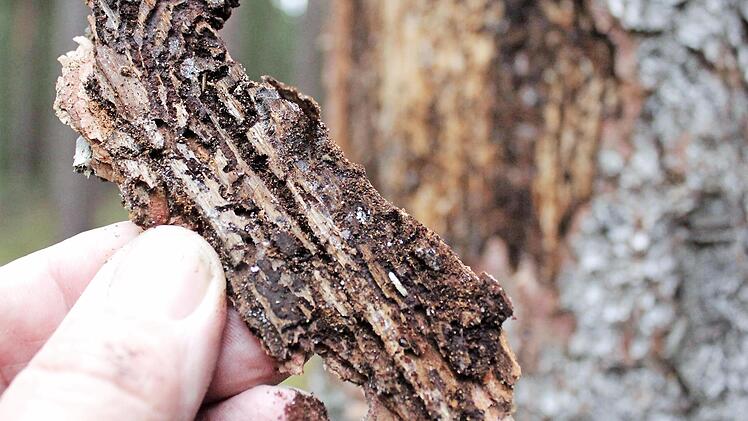 Solche Schadensbilder hinterl&auml;sst der Borkenk&auml;fer in den Baumrinden der Fichten.