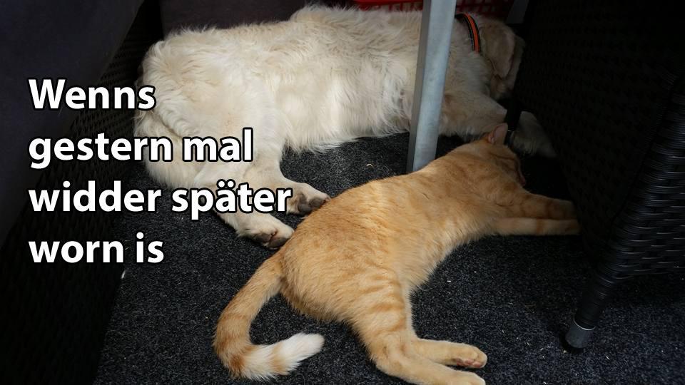 29 fränkische Katzen, die dich verstehen