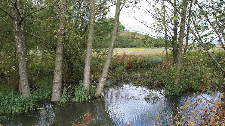 Ufernahe Bäume stehen oberhalb des Dammes bereits im Wasser.Heike Beudert