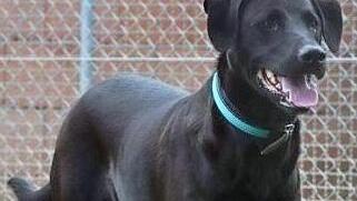 Paul ist ein Labradormix, geboren am 8. M&auml;rz 2017, und hat eine Schulterh&ouml;he von 60 Zentimetern. Foto: Tierschutzverein Kronach