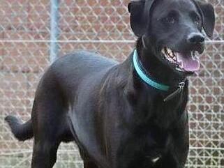 Paul ist ein Labradormix, geboren am 8. März 2017, und hat eine Schulterhöhe von 60 Zentimetern. Foto: Tierschutzverein Kronach