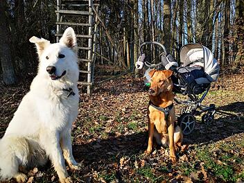 Nürnberg: Polizist nimmt Hund von Inhaftierten zur Pflege auf - und muss ihn "schweren Herzens" wieder abgeben