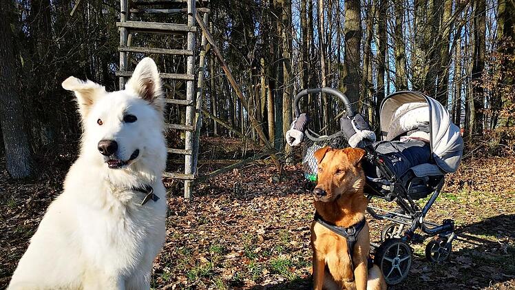Nürnberg: Polizist nimmt Hund von Inhaftierten zur Pflege auf - und muss ihn "schweren Herzens" wieder abgeben