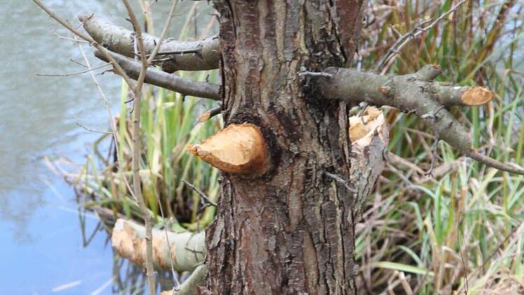 Auch der Apfelbaum wurde angeknabbert. Foto: Simone Bastian