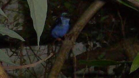 Zwischen tropischen Pflanzen versteckt sich der Türkisnaschvogel. Foto: Petra Malbrich