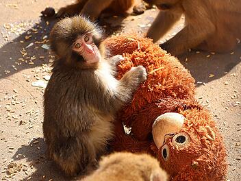 Affe &laquo;Punch&raquo;