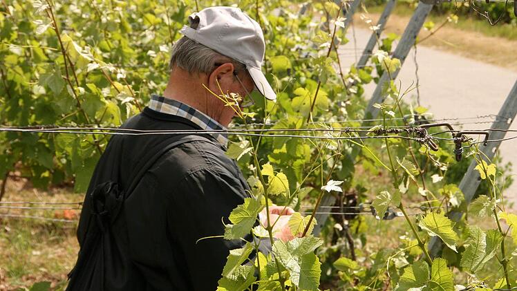 Weinbergwanderung der Saale Zeitung von Wirmsthal nach Wirmsthal 15. Juni 2014