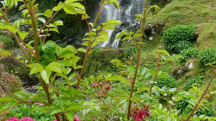 Natur pur auf den grünen Inseln mit der tollen Vegetation.