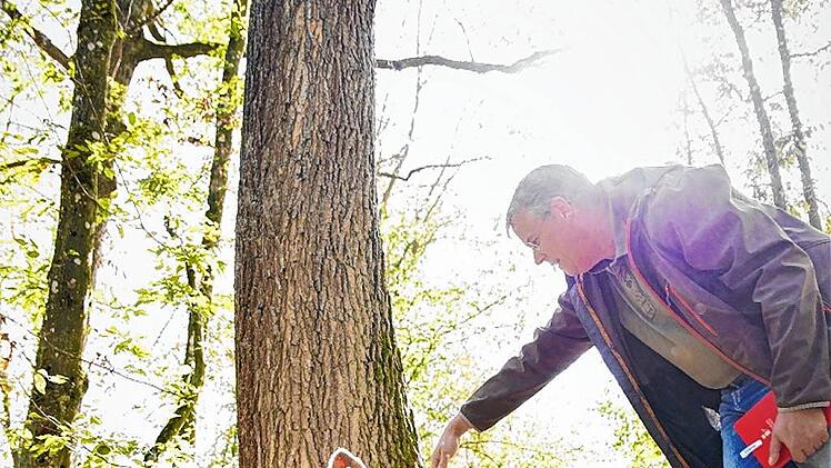 gro_Eichelschwein (11)