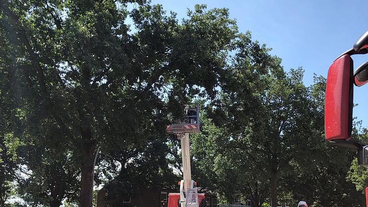 Bek&auml;mpfung des Eichenprozessionsspinners